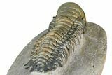 Flying Crotalocephalina Trilobite - Exposed Hypostome #359224-4